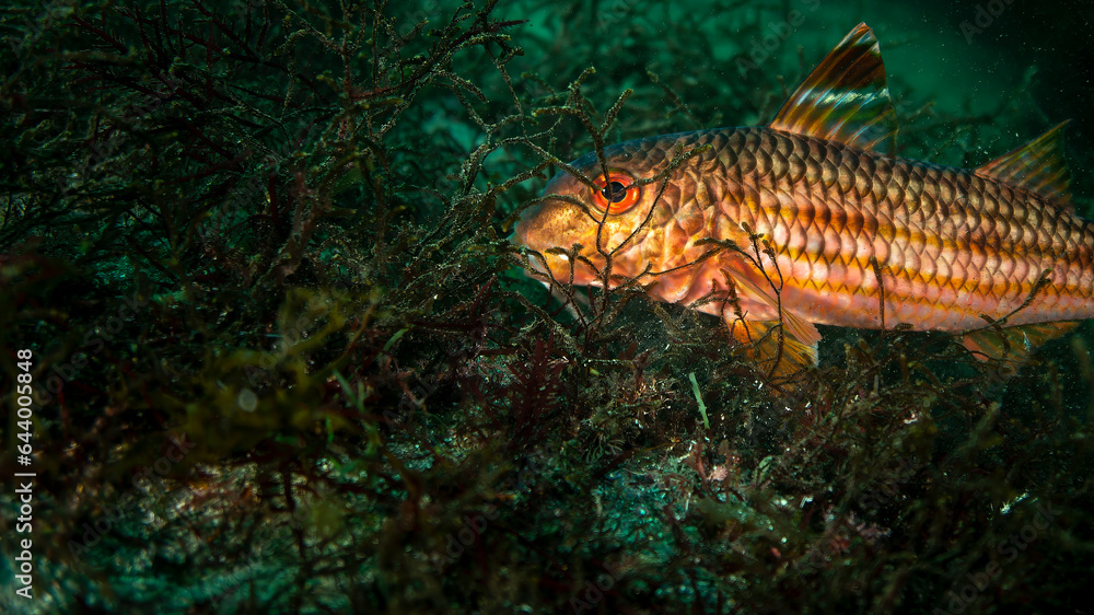 Fototapeta premium rouget-barbet