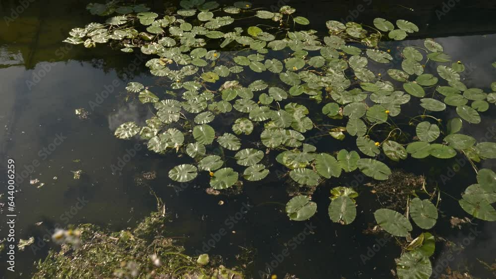 Des nénuphars dans une rivière Des nénuphars dans une rivière