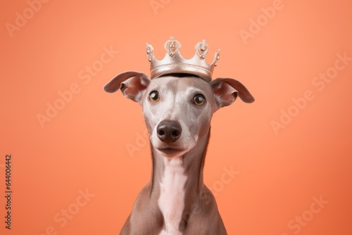 Group portrait photography of a funny italian greyhound dog licking face wearing a princess crown against a soft orange background. With generative AI technology