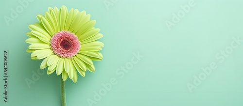 Close up macro shot of isolated green gerbera flower on a isolated pastel background Copy space