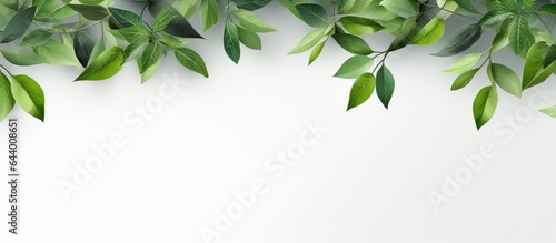 Gorgeous foliage against isolated pastel background Copy space