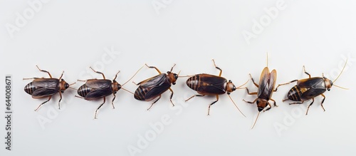 Dirty cockroaches on a isolated pastel background Copy space Gross insects