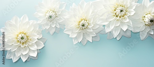 Foto Beautiful white dahlia flowers seen from above isolated pastel background Copy s