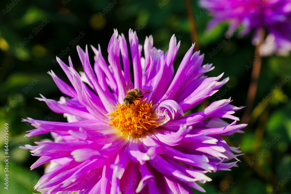 close-up. bee on a Dahlia flower with pink petals. close-up. bee on a Dahlia flower with pink petals.