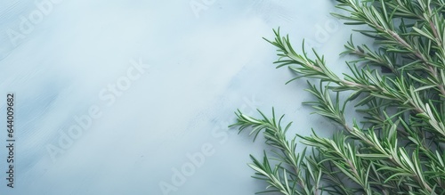 Close up shot of rosemary isolated pastel background Copy space