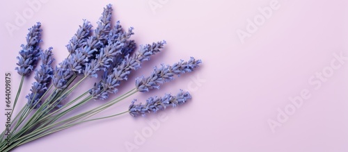 Lavender bunch alone on a isolated pastel background Copy space