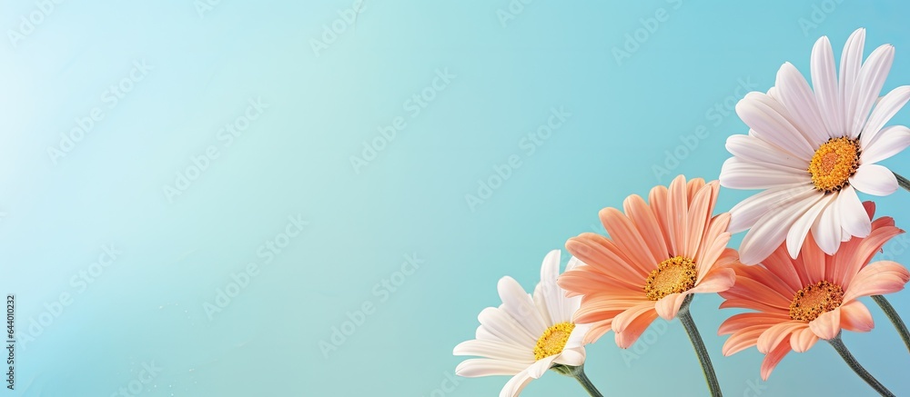 Close up of a sunlit spring bloom isolated pastel background Copy space Close up of a sunlit spring bloom isolated pastel background Copy space