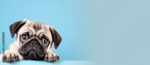 A pug dog filled with sadness isolated pastel background Copy space