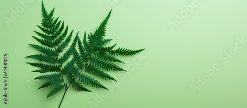 Isolated black fern tree isolated pastel background Copy space