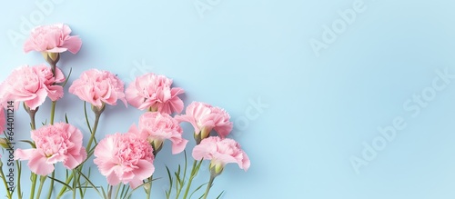 Carnation flowers on a isolated pastel background Copy space