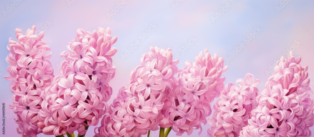 Hyacinths in pink contrasted with black isolated pastel background Copy space
