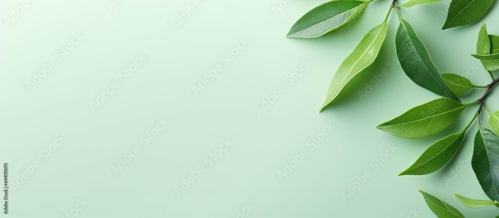 Green tea on a isolated pastel background Copy space