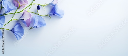 Blue butterfly pea flower on isolated pastel background Copy space Fresh also known as blue pea or bunga telang Clitoria ternatea photo