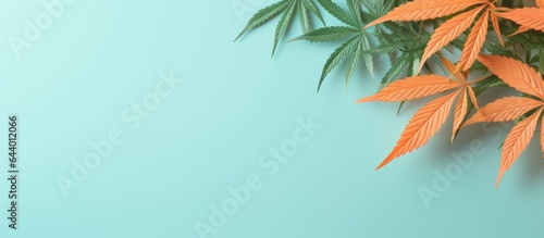 Large marijuana leaf alone on a isolated pastel background Copy space