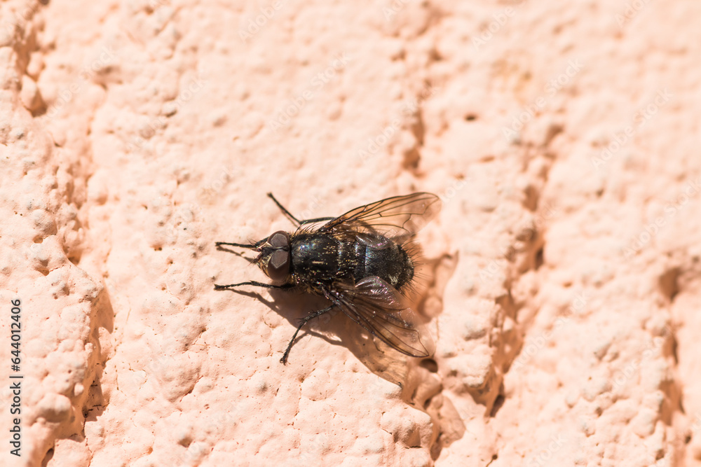 Obraz premium Little Drosophila Fly Insect on the wall close up. Fly on the pink plastered wall of the house. view up close up
