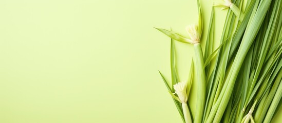 Fresh lemongrass displayed against isolated pastel background Copy space