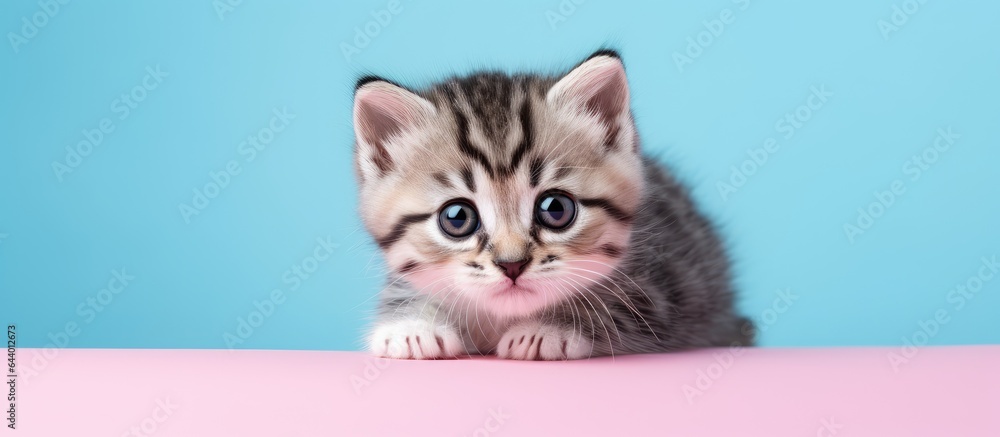 kitten with stripes isolated pastel background Copy space