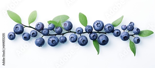 Blueberries isolated pastel background Copy space backdrop