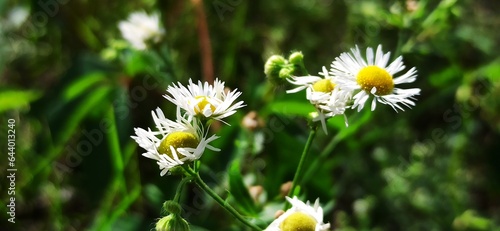 Wildflowers