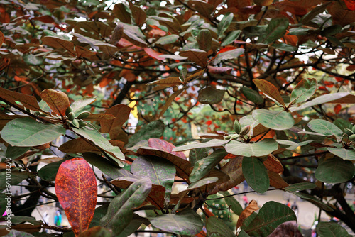 Background of Terminalia catappa leaves turning red in the winter photo