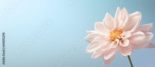 Gorgeous white Dahlia flower against isolated pastel background Copy space