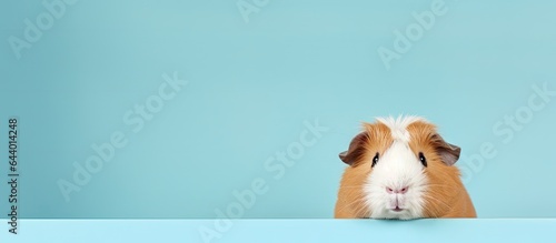 Funny guinea pig photographed on a isolated pastel background Copy space photo
