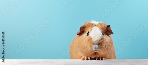 Closeup of guinea pig on isolated pastel background Copy space