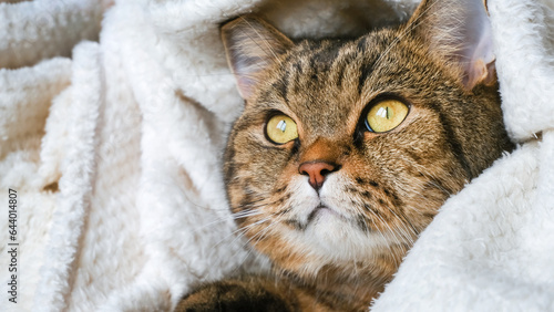 Fototapeta Naklejka Na Ścianę i Meble -  Cute striped cat in a soft blanket. The pet is resting. Cat's muzzle close-up. 