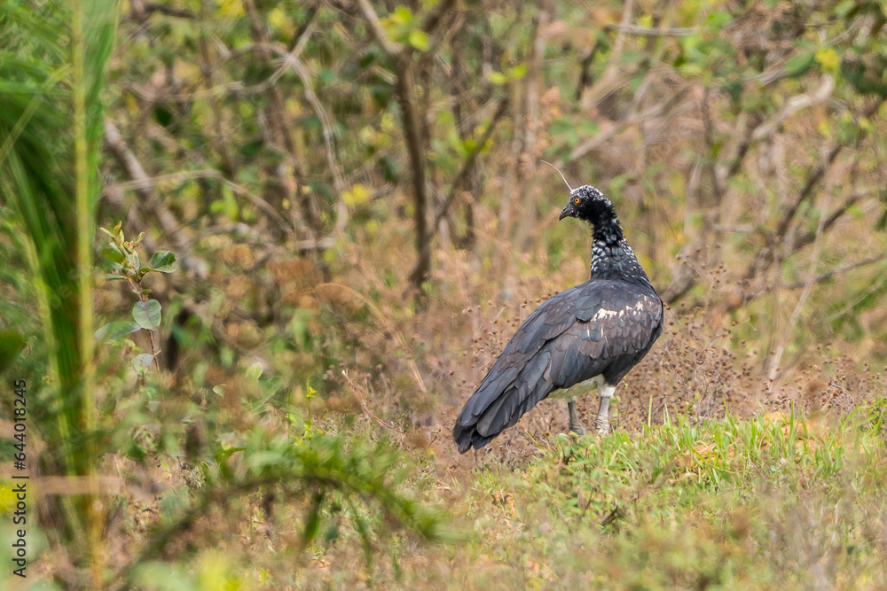 Naklejka premium Colombian Birdlife in different habitats