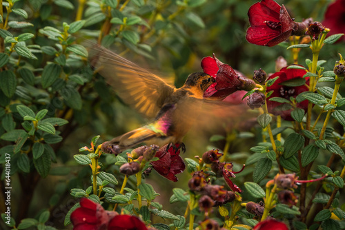 Colombian birdlife in different habitat