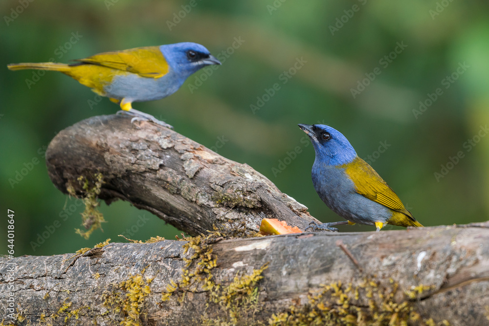 Colombian birdlife in different habitat Colombian birdlife in different habitat