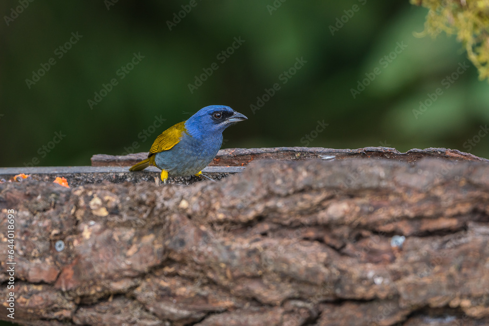 Colombian birdlife in different habitat