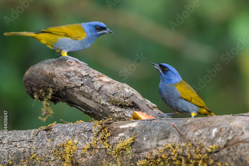 Bilde på lerret Colombian birdlife in different habitat