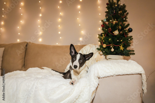 Happy New Year and Merry Christmas! Cute dog near christmas tree. Dog is waiting for a holiday at home. Festive. Celebrating © OlgaOvcharenko