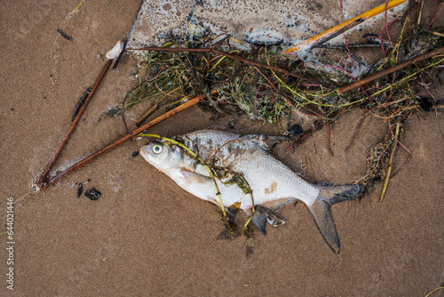 Dead fish scavenger on the sandy shore of Lake Peipus. photo