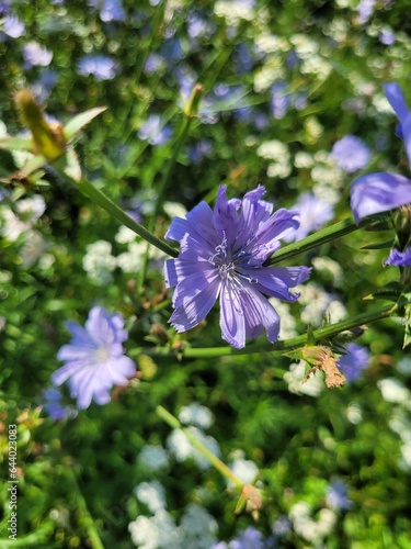 purple flowers in the garden