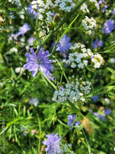 forget me not flowers