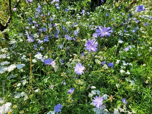 wild flowers in the field
