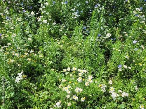 white flowers in the garden