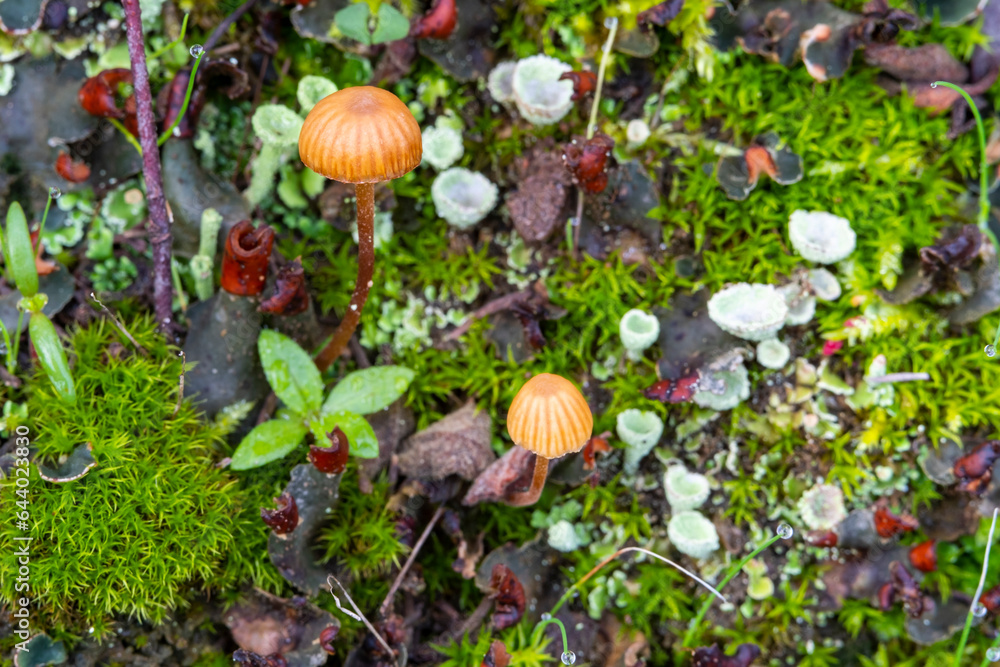 Detail of the Funeral bell, also called deadly galerina, Galerina marginata, a deadly poisonous mushroom Detail of the Funeral bell, also called deadly galerina, Galerina marginata, a deadly poisonous mushroom