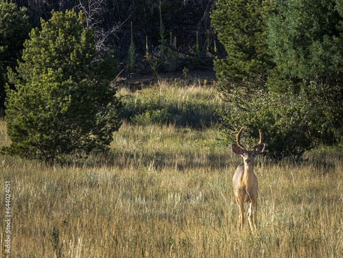 Mule deer in the San Isabel National Forest of Colorado