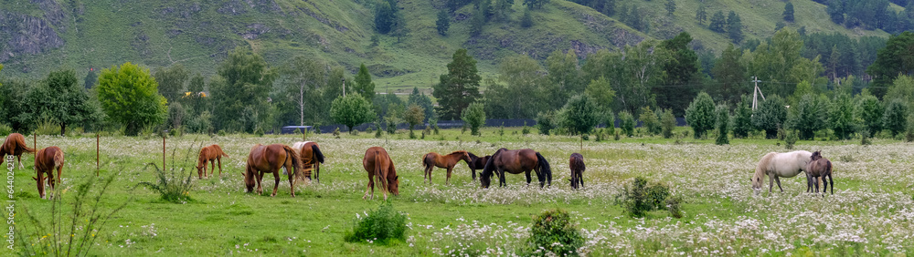 A group of different horses are grazing in the mountains in a summer pasture. Horses eat grass in the meadow. A group of different horses are grazing in the mountains in a summer pasture. Horses eat grass in the meadow.