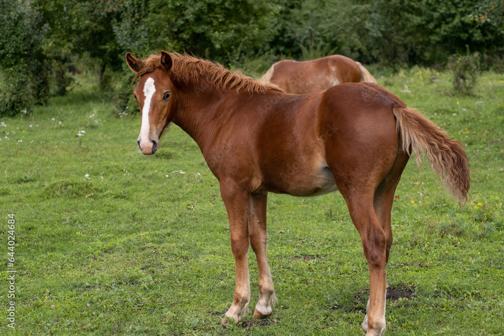 A group of different horses are grazing in the mountains in a summer pasture. Horses eat grass in the meadow. A group of different horses are grazing in the mountains in a summer pasture. Horses eat grass in the meadow.