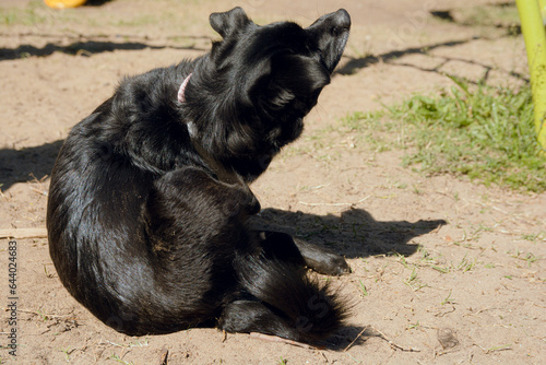 mixed breed black dog with black fur sitting in park scratching herself