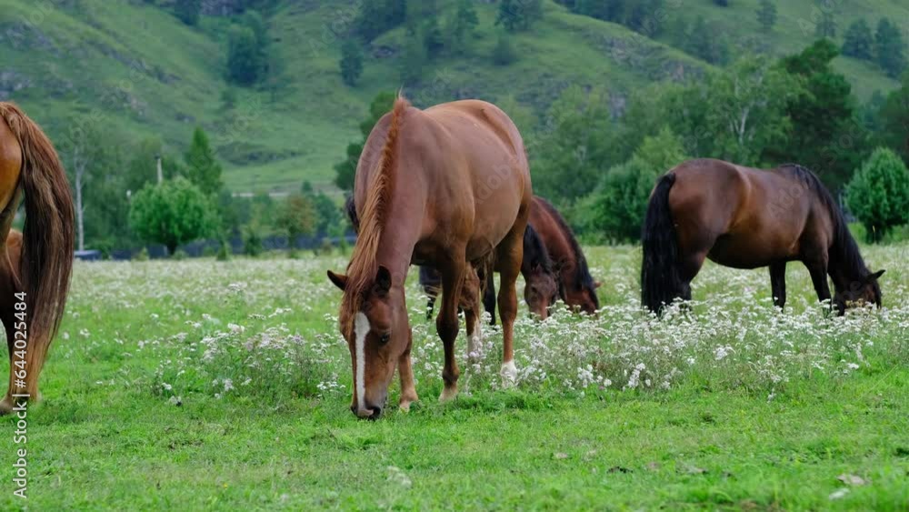 A group of different horses are grazing in the mountains in a summer pasture. Horses eat grass in the meadow. A group of different horses are grazing in the mountains in a summer pasture. Horses eat grass in the meadow.