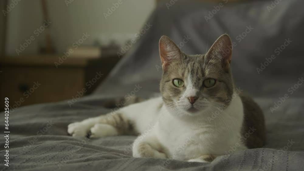 Happy Domestic Cat Sniff and Smell Looking At Camera Happy Domestic Cat Sniff and Smell Looking At Camera