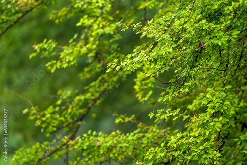 leaves in the forest, Spring in forest spring leaves, green leaves background, Closeup of beautiful nature view green leaf on blurred greenery background, using as background wallpaper cover page 