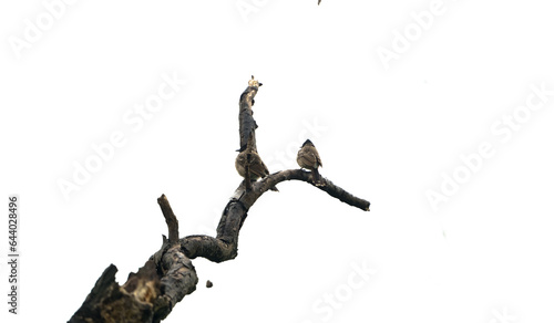 Tree branch, two birds sitting on dry branch, tree death or branch die on white background, Dry tree branch stock photo,