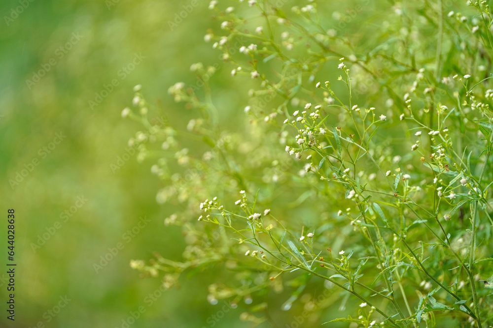 Grass texture. Fresh green grass with dew drops background, Parthenium hysterophorus stock photo, The flax plant grows in the garden, a useful plant. Immature small boxes with flax seeds. 