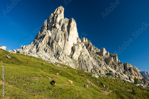 Dolomite Mountains peak in the warm sunny summer day with blue sky and meadow with cows in the foreground